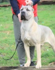 Cane Corso tata