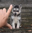 Prodm tata ALASKAN KLEE KAI