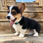 krsn a andlsk tata Pembroke Welsh Corgi na prodej.