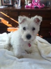 Prodm mini mini tata West Highland White Terriers