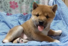 Prodm rozkon miminka tata shiba inu