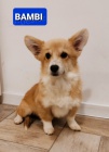 Pembroke Welsh Corgi tata