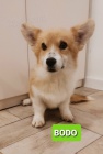 Pembroke Welsh Corgi tata