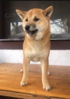 Shiba Inu tata