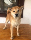 Shiba Inu tata