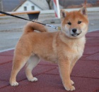 Shiba Inu tata