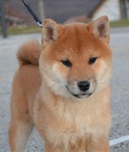 Shiba Inu tata