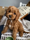 Prodm mini tata Cavapoo.