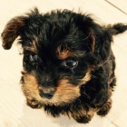 Prodm tata Yorkiepoo