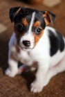 Prodm tata Jack russell terira