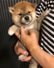 TATA MINI SHIBA INU