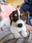 Prodm zdrav tata jack russell terira.