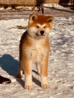 Japonsk Akita Inu tata