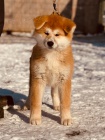 Japonsk Akita Inu tata