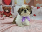 �t��ata shih tzu