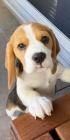 BEAGLE PRO PIJET