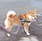 Nabzm tata shiba inu