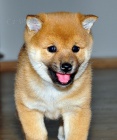 TATA MINI SHIBA INU.