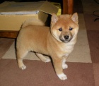 TATA MINI SHIBA INU.