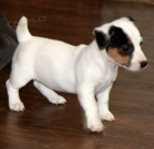 Prodm tata jack russell terira.