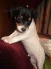 Prodm tata jack russell terira.