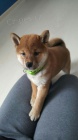 TATA MINI SHIBA INU