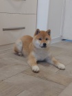 Shiba Inu tata na prodej