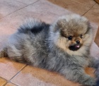 Pomeranian s PP FCI