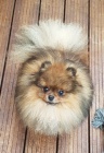 Pomeranian s PP FCI