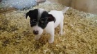 Jack russell terier kluk