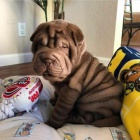 Shar-pei okovan tata na prodej.