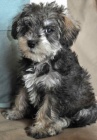 Mini Schnoodle tata na prodej