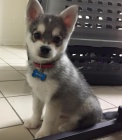 Prodm tata ALASKAN KLEE KAI