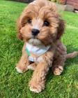 Prodm tata Cavapoo.