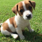 Prodm tata jack russell terira.