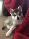 Prodm tata ALASKAN KLEE KAI