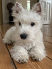 Prodm mini tata West Highland White Terriers