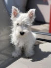 Prodm mini tata West Highland White Terriers