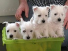 Prodm mini mini tata West Highland White Terriers