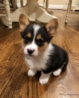 krsn a andlsk tata Pembroke Welsh Corgi na prodej.