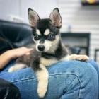 Prodm tata ALASKAN KLEE KAI