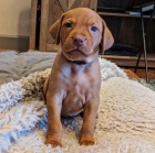 krtkosrst maarsk vizsla tata k adopci