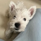 Prodm mini mini tata West Highland White Terriers