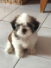 tata shih-tzu