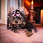 yorkshire terrier fenka s PP(rodokmenem)