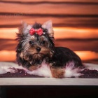 yorkshire terrier fenka s PP(rodokmenem)