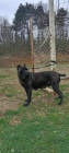 Cane Corso ensk