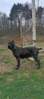 Cane Corso ensk