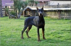 DOBERMAN tata na prodej