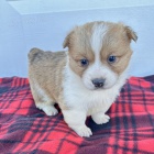 krsn a andlsk tata Pembroke Welsh Corgi na prodej.